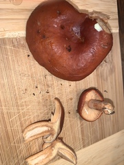Lactarius luculentus