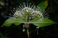 Pavetta australiensis