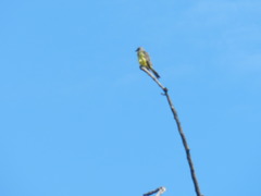 Tyrannus melancholicus