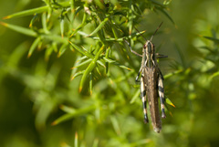 Chorthippus binotatus