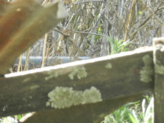 Zonotrichia capensis