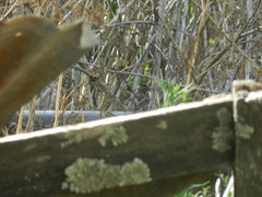 Zonotrichia capensis