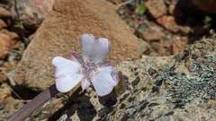 Calochortus umbellatus