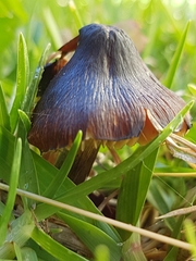 Hygrocybe
