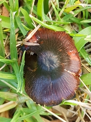Hygrocybe