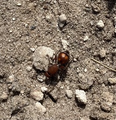 Dasymutilla quadriguttata