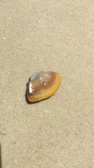 Iphigenia brasiliensis