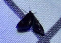 Elophila tinealis