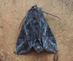 Autoplusia gammoides