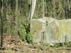 Zonotrichia capensis