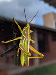 Staleochlora viridicata