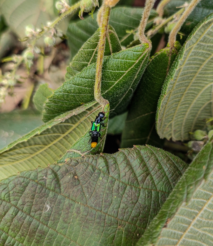 Photinopygus cyanelytrius