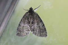 Hydriomena nubilofasciata