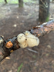 Naematelia encephala