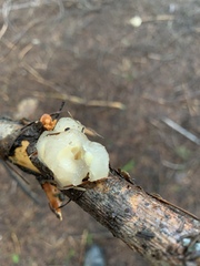 Naematelia encephala