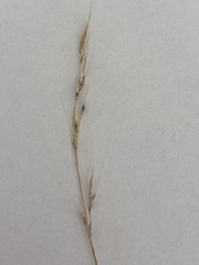 Rytidosperma racemosum