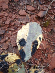 Phyllosticta concava