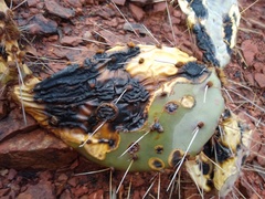 Phyllosticta concava