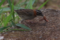 Zonotrichia capensis