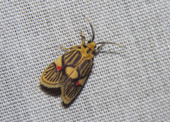 Prepiella pexicera