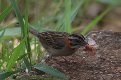 Zonotrichia capensis