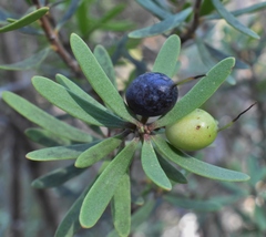 Persoonia muelleri