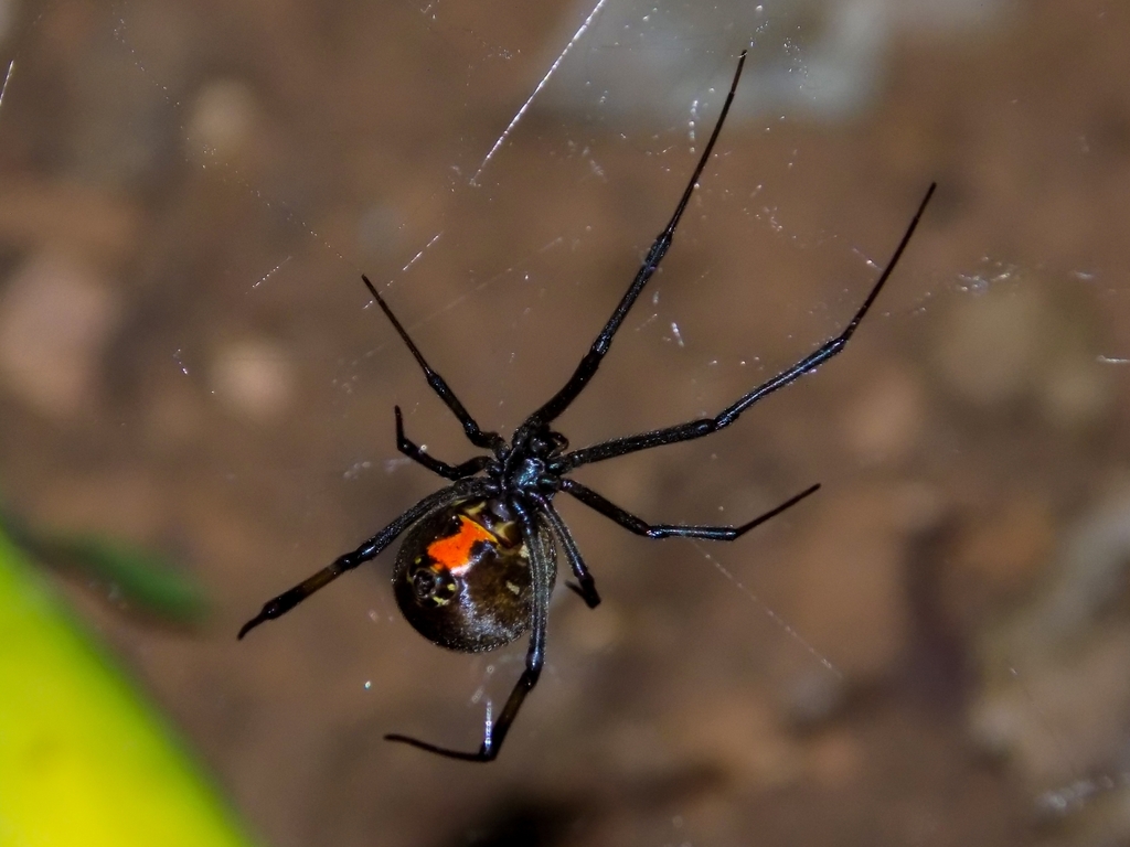 Brown Widow from Brummeria on January 26, 2023 by wickus_ · iNaturalist