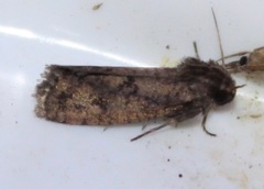 Acrolophus popeanella