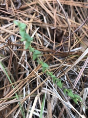 Symphyotrichum walteri