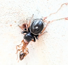 Zenodorus orbiculatus