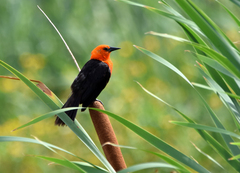 Amblyramphus holosericeus