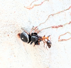 Zenodorus orbiculatus