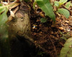 Iphiclus abdominalis