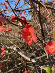 Chaenomeles