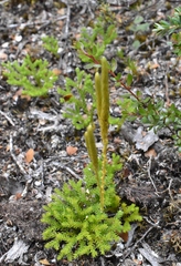 Austrolycopodium