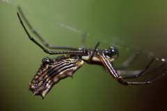 Micrathena nigrichelis