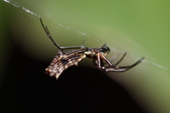 Micrathena nigrichelis
