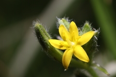 Hypoxis decumbens
