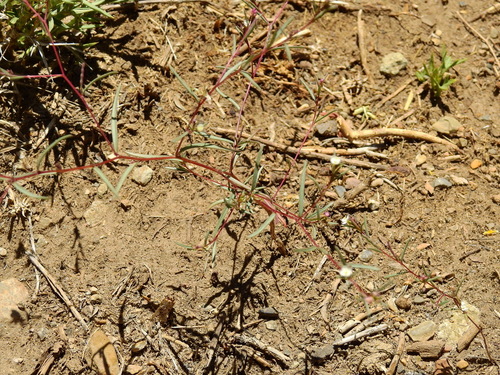 Image of Gayophytum humile by (c) Guillermo Debandi, some rights reserved (CC BY)
