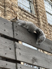 Sciurus carolinensis