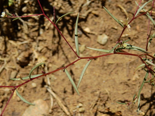 Image of Gayophytum humile by (c) Guillermo Debandi, some rights reserved (CC BY)
