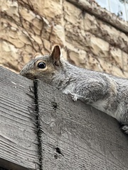 Sciurus carolinensis
