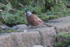 Leucosticte tephrocotis
