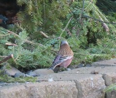 Leucosticte tephrocotis