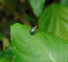 Neolema exclamationis