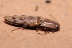 Conoderus fuscofasciatus
