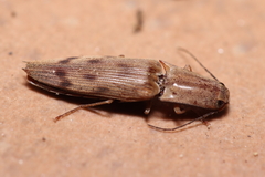 Conoderus fuscofasciatus