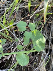 Cardamine californica