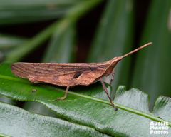 Desmoptera truncatipennis