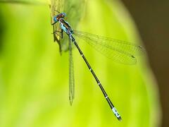 Chromagrion conditum